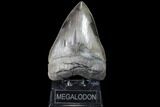 Serrated, Fossil Megalodon Tooth - Killer Monster Meg #86673-1